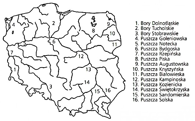 Rozmieszczenie głównych kompleksów leśnych-OPRACOWANIA.PL