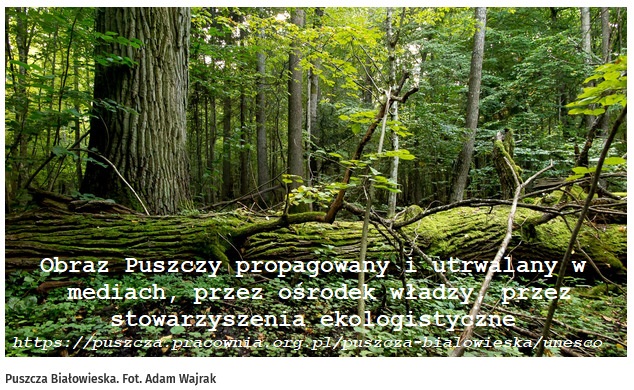 Puszcza jak cukiereczek, jak spokojny wilczek i ćwierkający dzięciołek