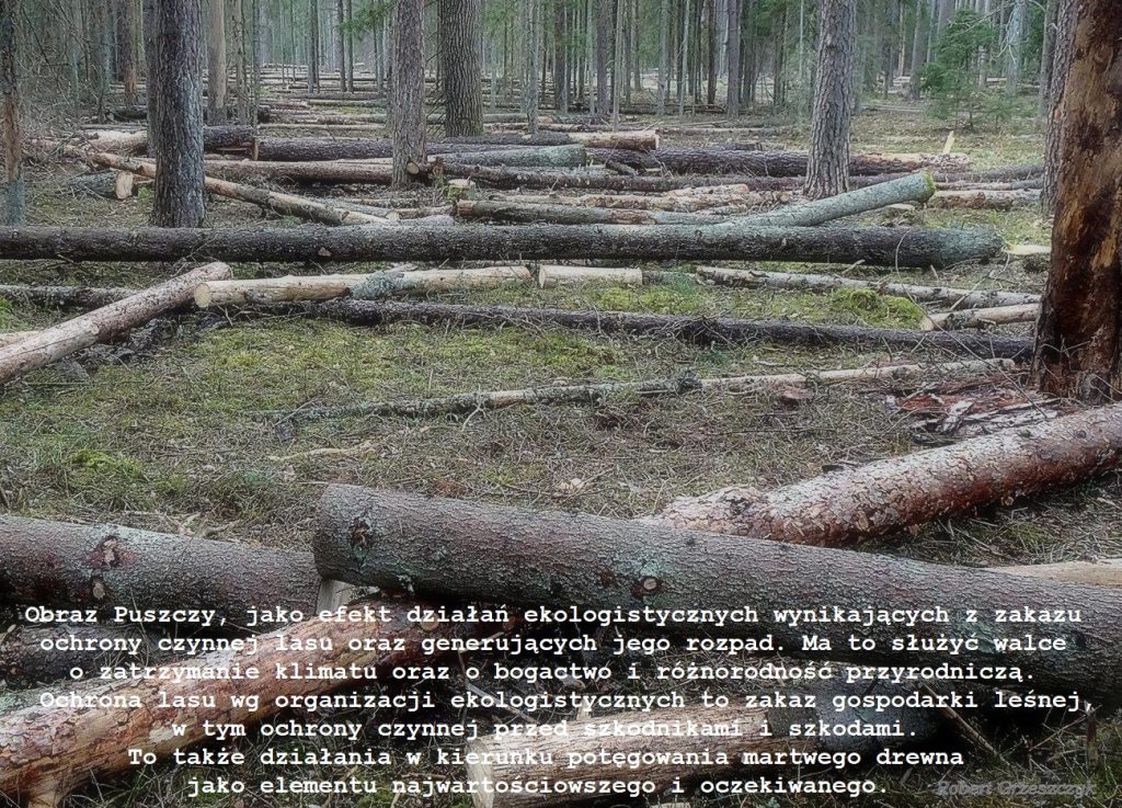 Upragniony-i-oczekiwany-przez-ekologistow-obraz-lasu-i-Puszczy-martwe-drewno.